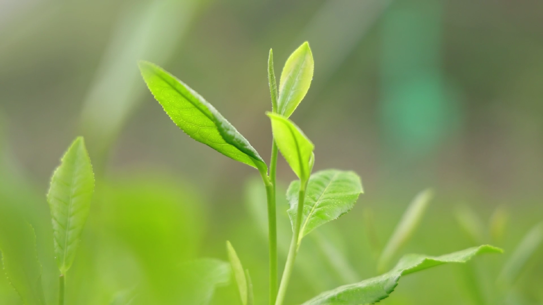 "泉"在济南过暑假|济南乡村振兴主题研学游线路来了
