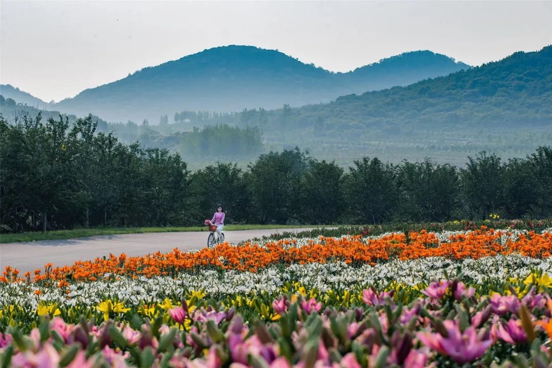 霍山花海旅游景点图片