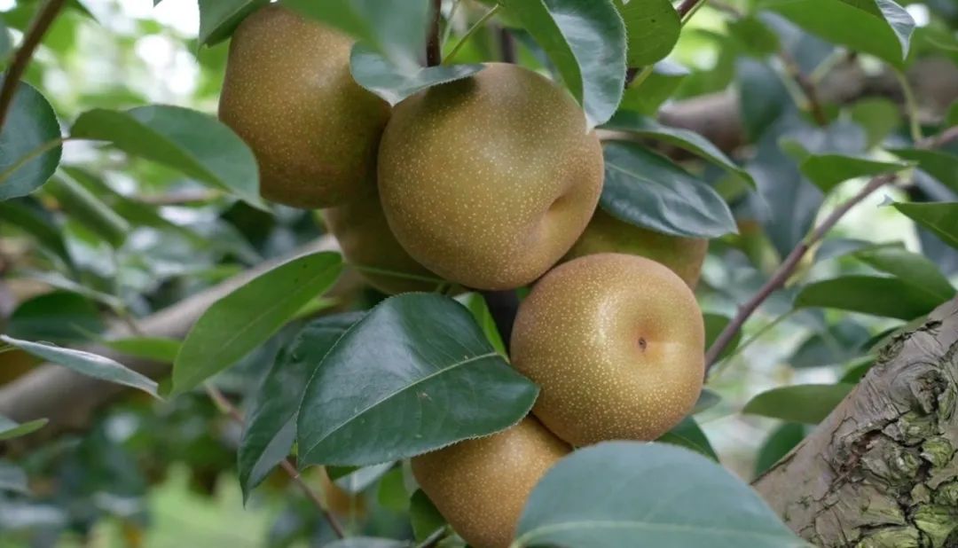 中民村梨园工作人员 方小春:梨子大概在7月28日后最好吃,现在糖度不高