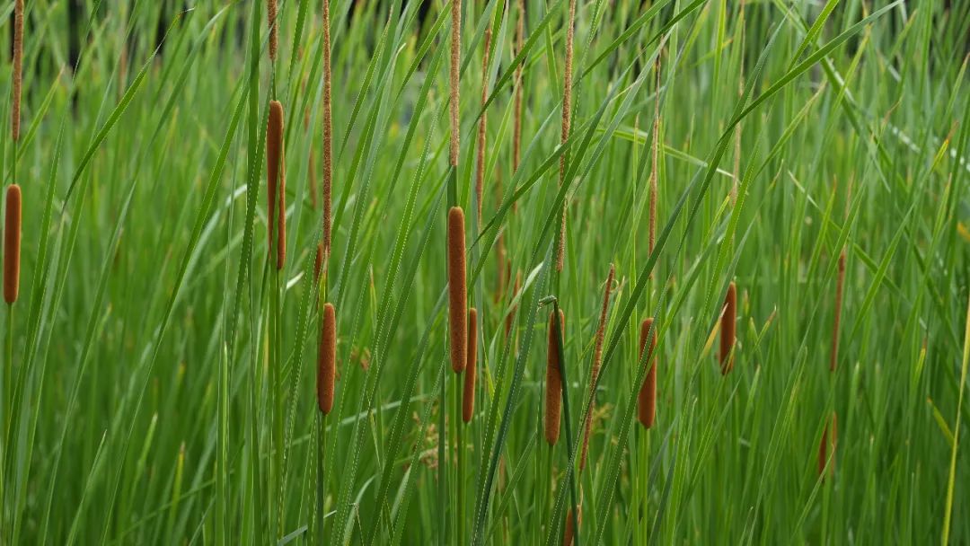 活动招募丨湿地守护者:水生植物大调查