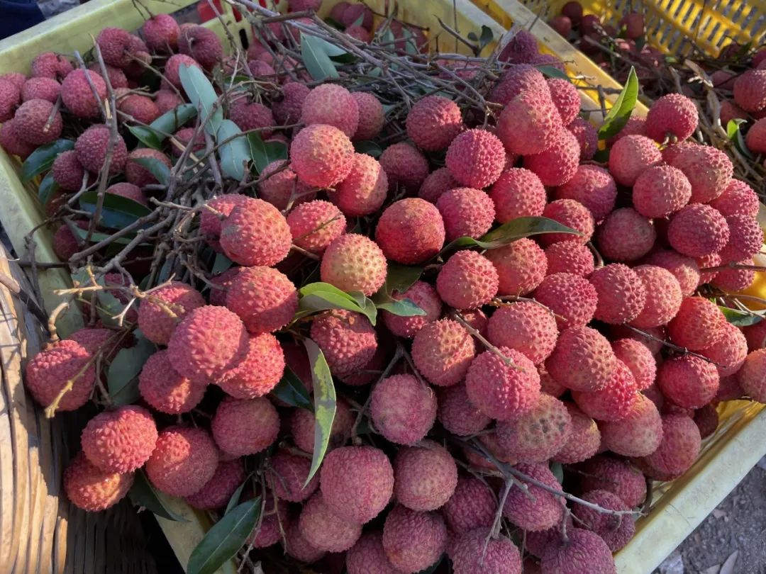 最热的夏天,最冷的荔枝季,果农如何面对超级小年?