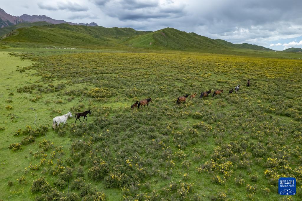 7月10日在甘肃省张掖市肃南裕固族自治县皇城镇拍摄的祁连山景色(无人
