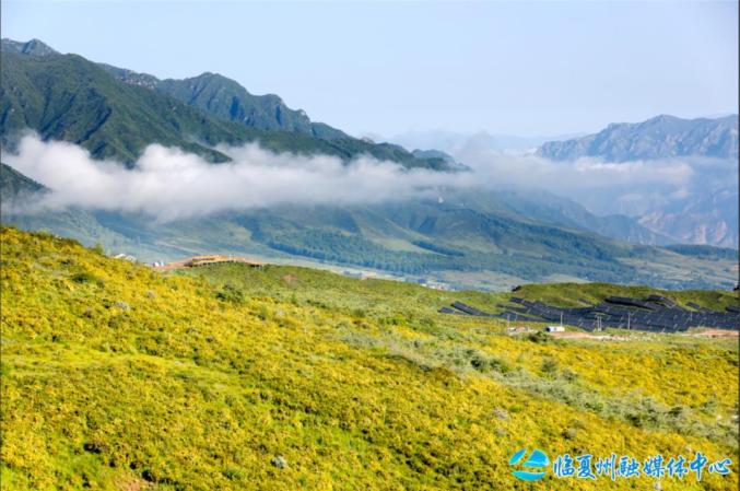 临夏黄草坪图片