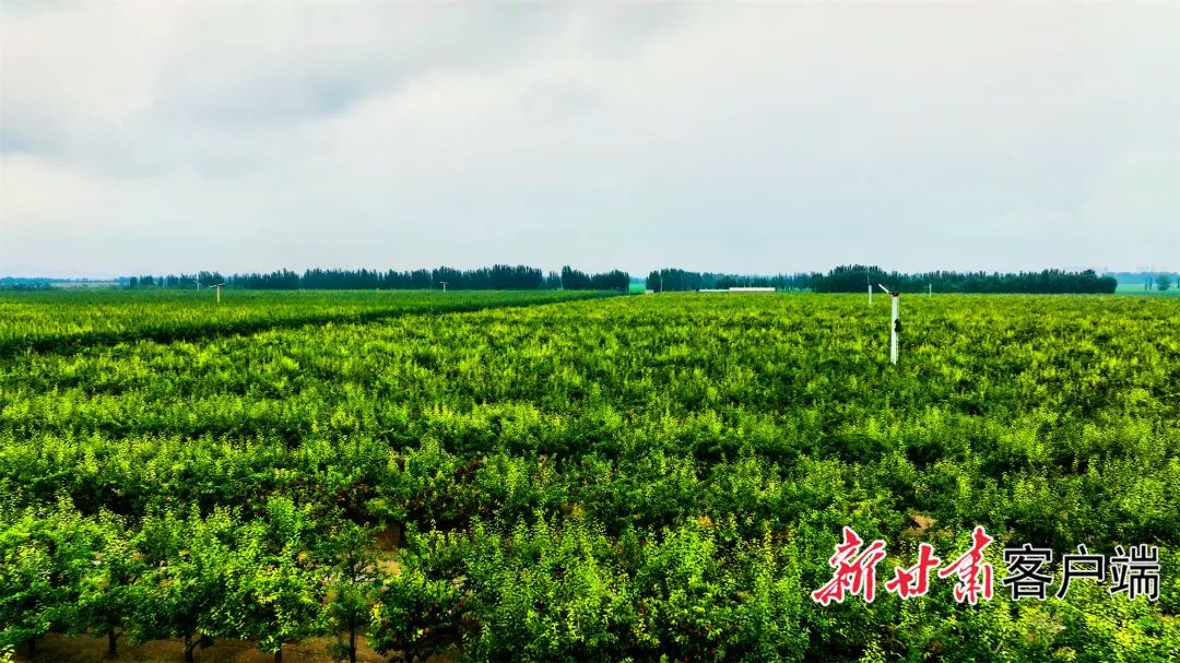 省力 高效 绿色——甘肃农垦条山农场省力化果园推进林果产业高质量