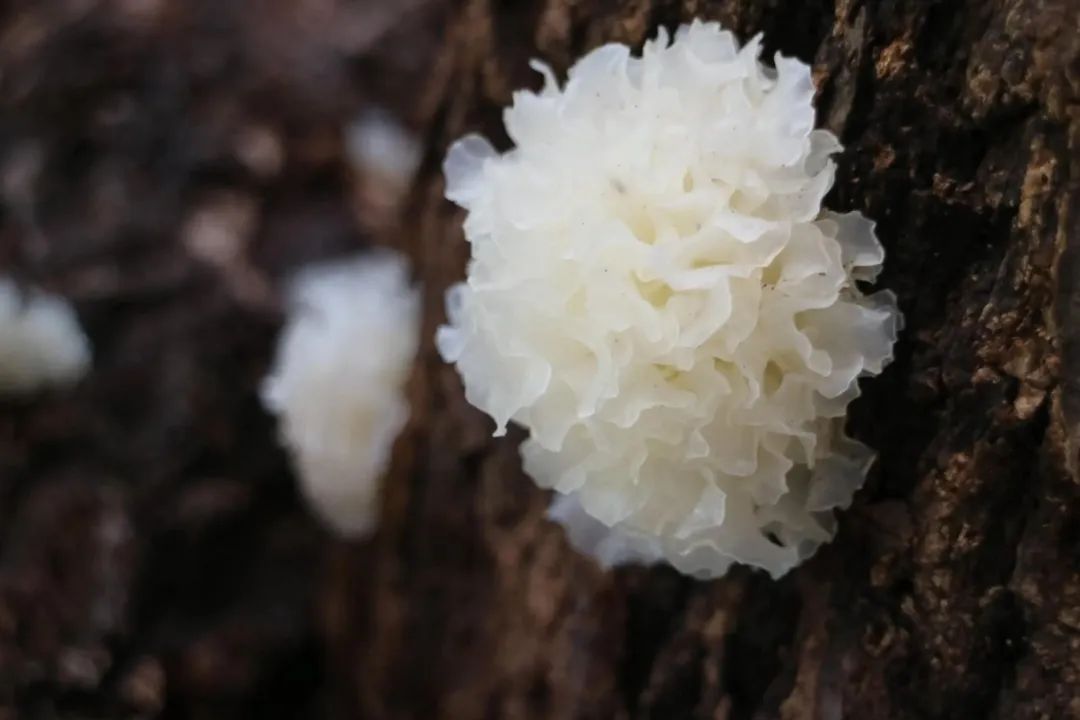 重大突破!通江银耳新品种来啦