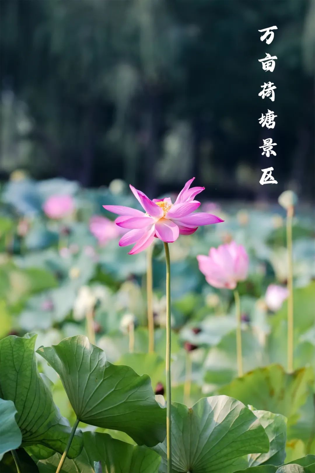 乐不思暑!解锁兴化夏季旅游攻略(上)