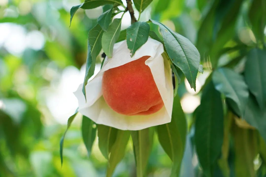 【提示】地产桃子正当时!等你来尝