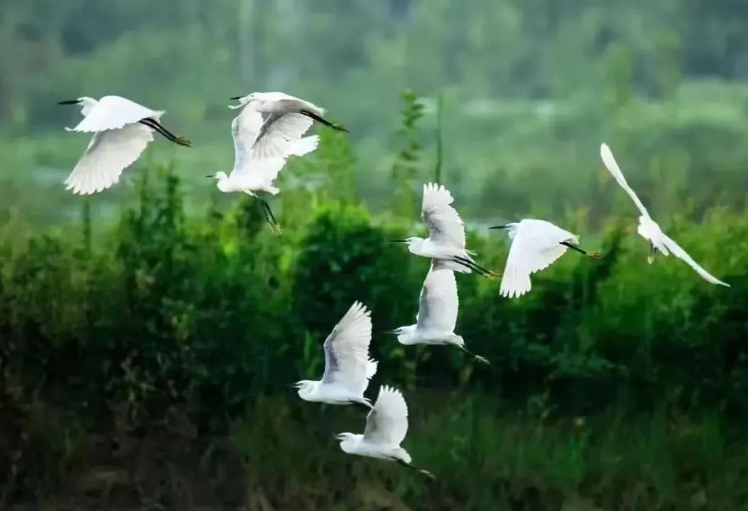 千羡万羡西江水,曾向竟陵城下来",茶圣故里园景区,张家湖国家湿地公园