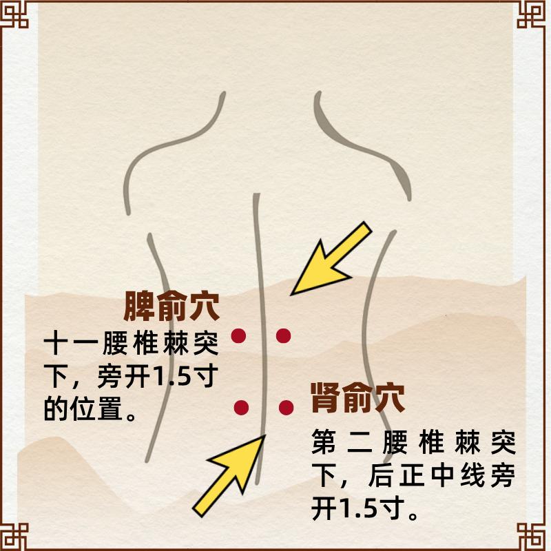 脾虚三伏贴的位置图解图片