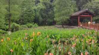 重庆彩云湖公园美人蕉盛开，构成一片色彩斑斓的花海