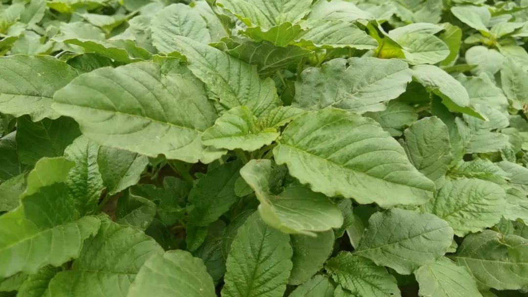 该企业种植的野人菜,青苋菜,鹿角菜,藜麦苗,苜蓿菜等山野菜,正逐渐