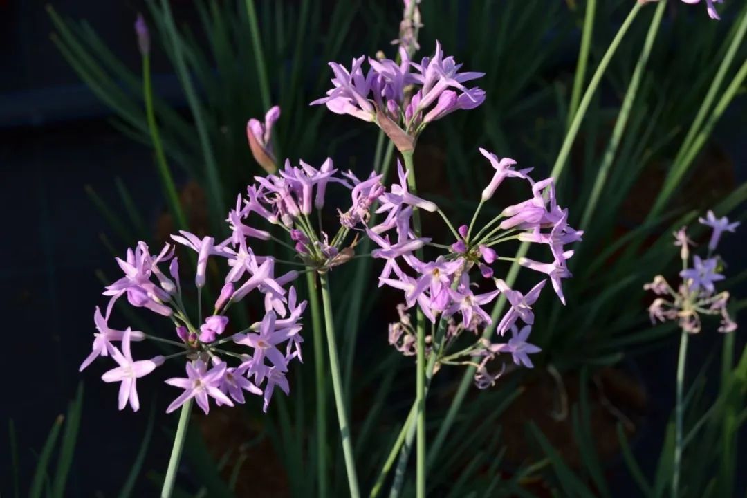 破解紫娇花养护密码,成就花园明星| 小叶子有"花"招
