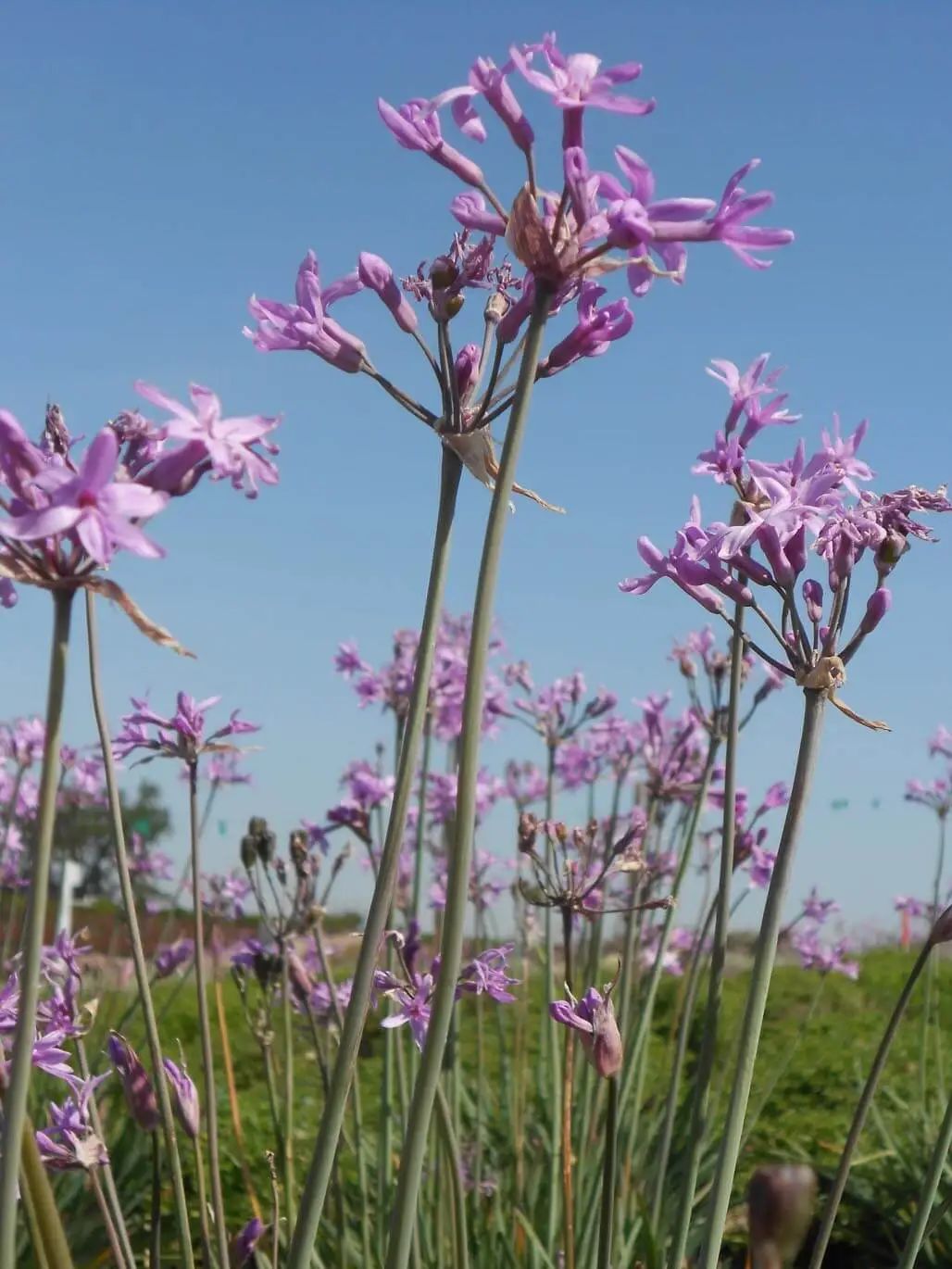 破解紫娇花养护密码,成就花园明星| 小叶子有"花"招