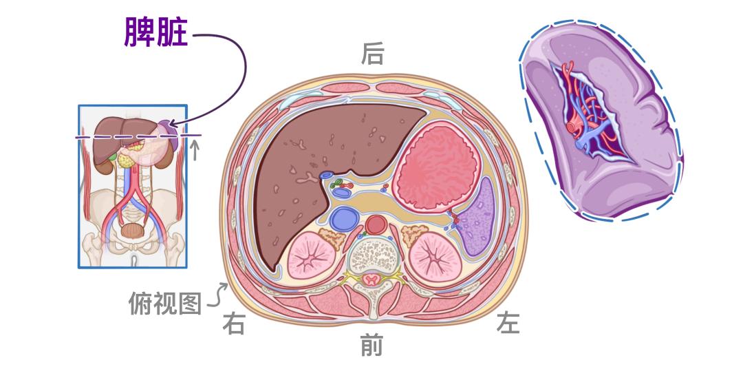 这意味着脾脏完全被内脏腹膜包裹着