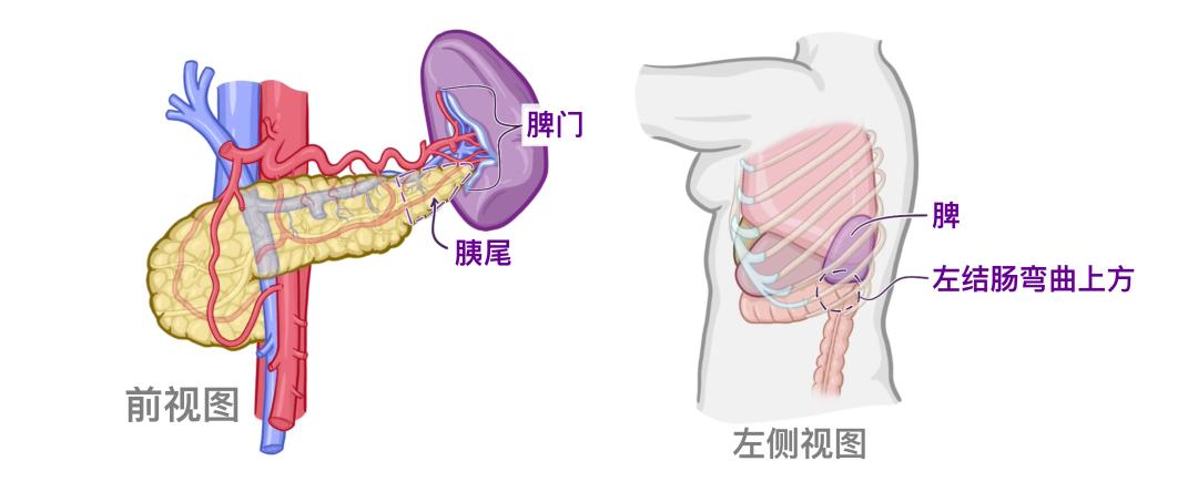 医学科普 