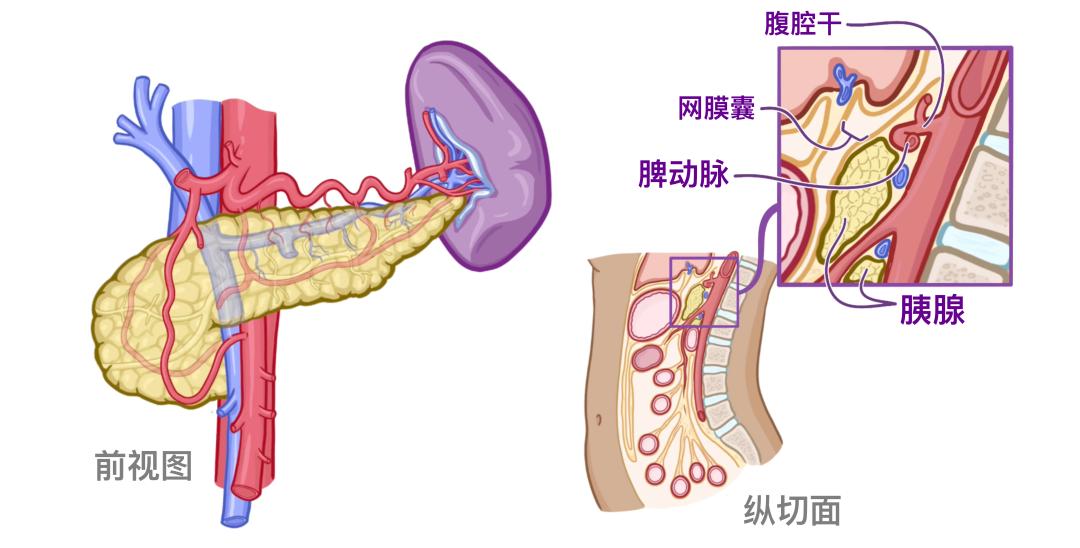 认识我们的器官