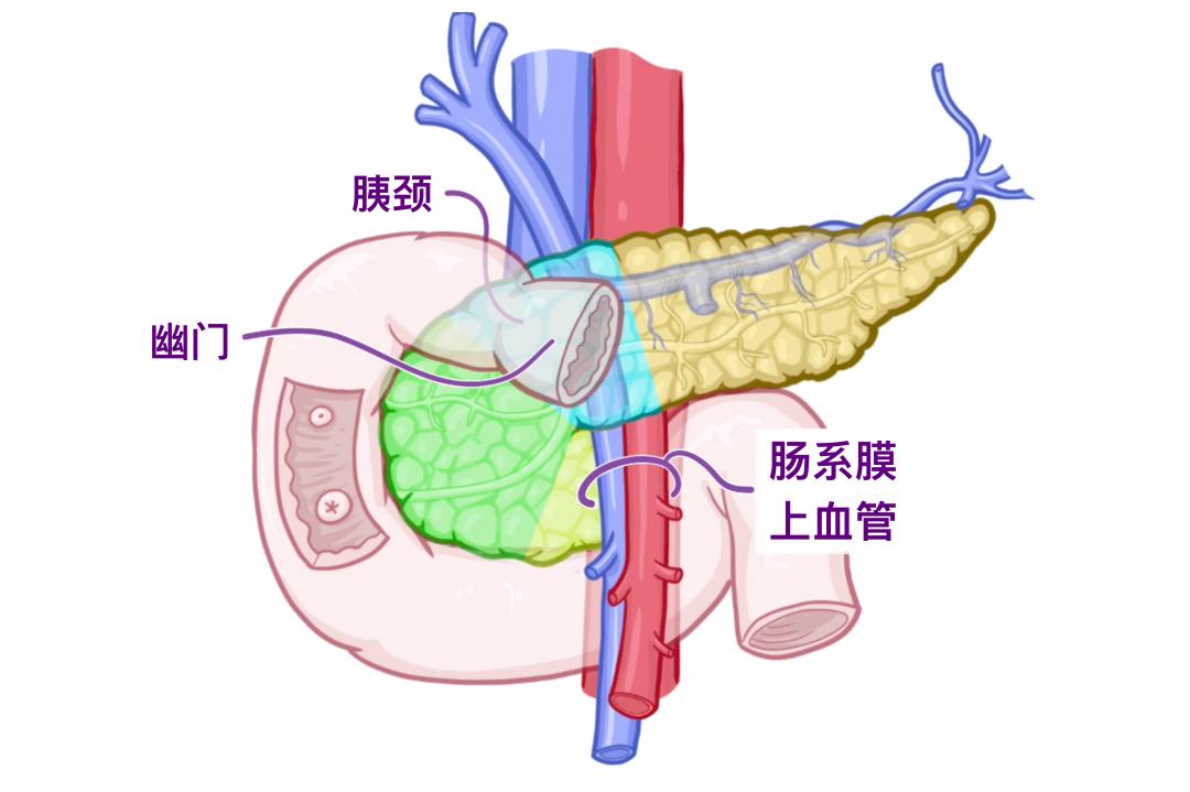 医学科普 