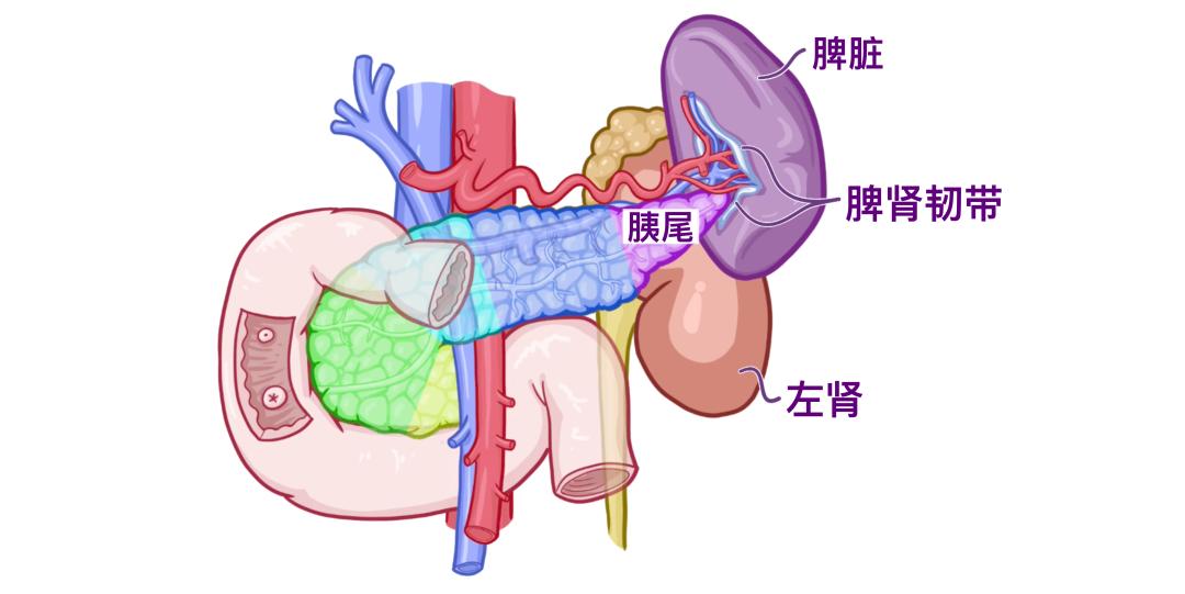 医学科普 认识我们的器官—胰腺和脾脏