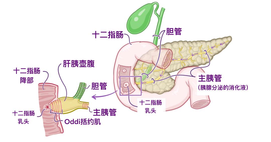 医学科普 | 认识我们的器官——胰腺和脾脏
