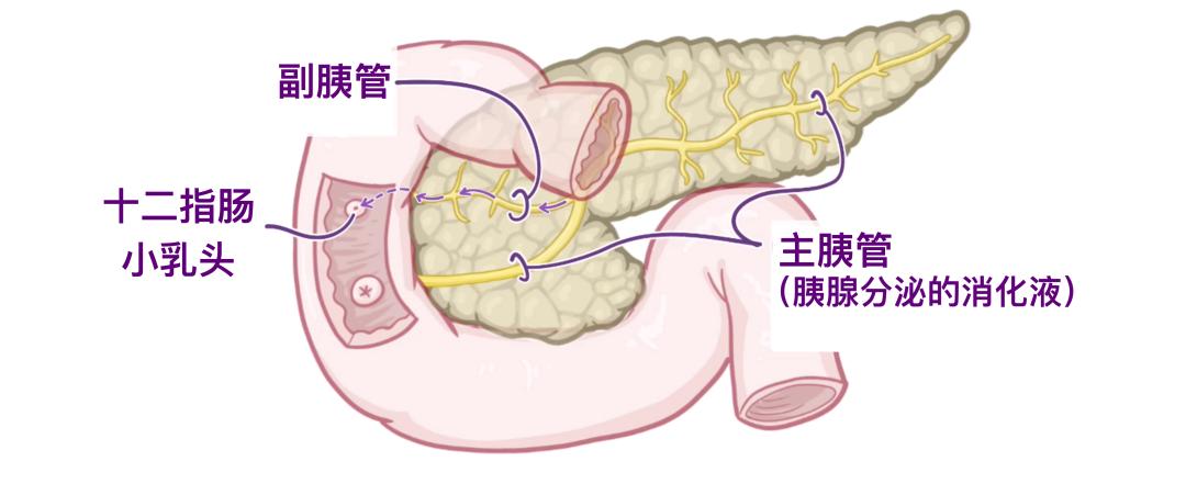 它的血液供应的一小部分