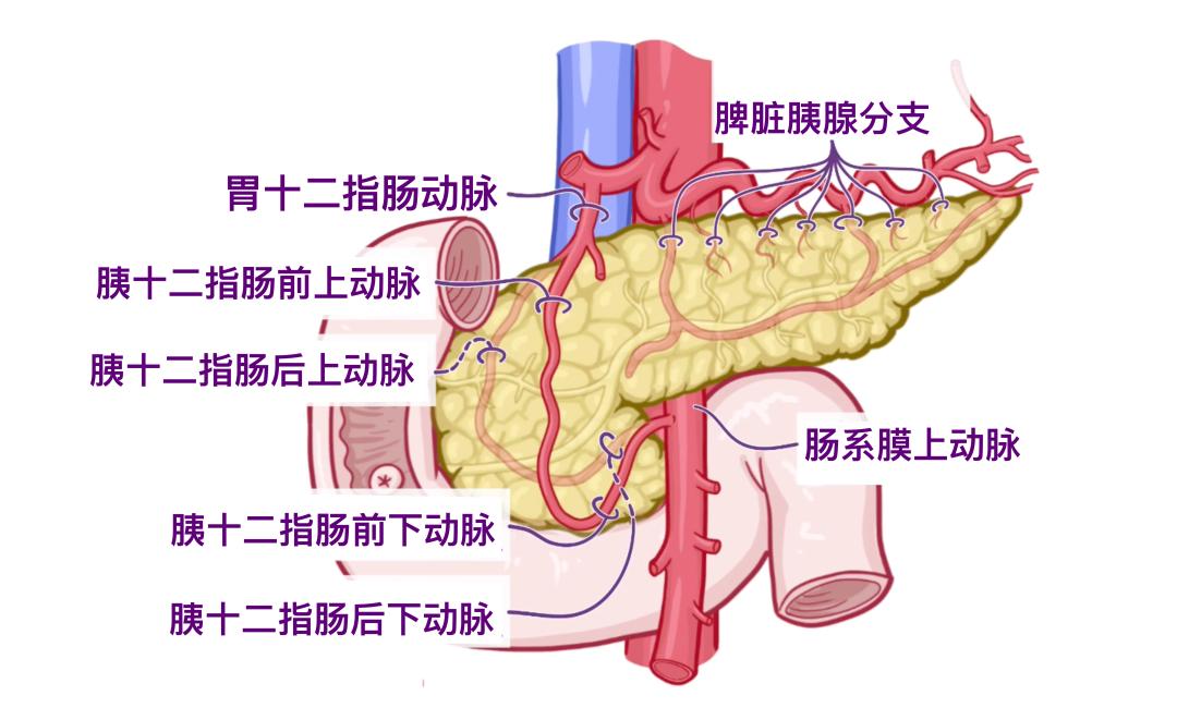 医学科普 | 认识我们的器官——胰腺和脾脏