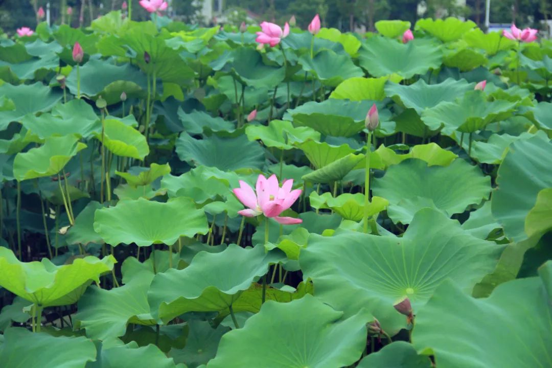 7月15日,记者在嘉北郊野公园的荷花池看到,一朵朵荷花竞相绽放,亭亭