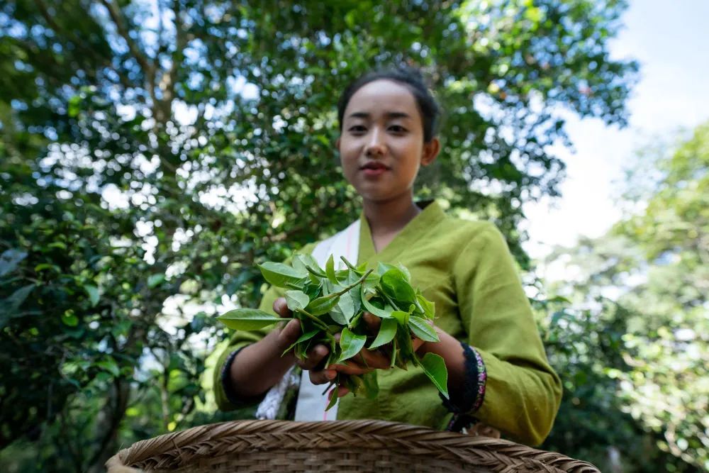 布朗族茶农玉勐展示采摘的秋茶 胡超 摄云南省单独为古茶树构建了省