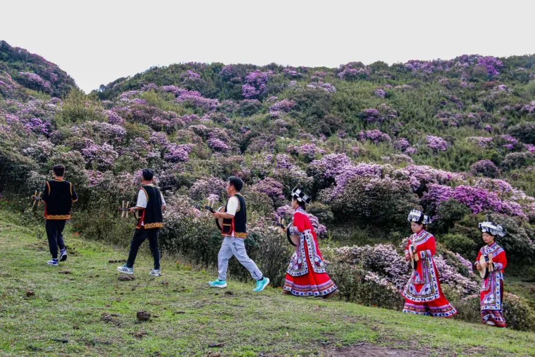 乡游黔中 | 威宁彝族回族苗族自治县雄英村:荞麦花开,与浪漫撞个满怀