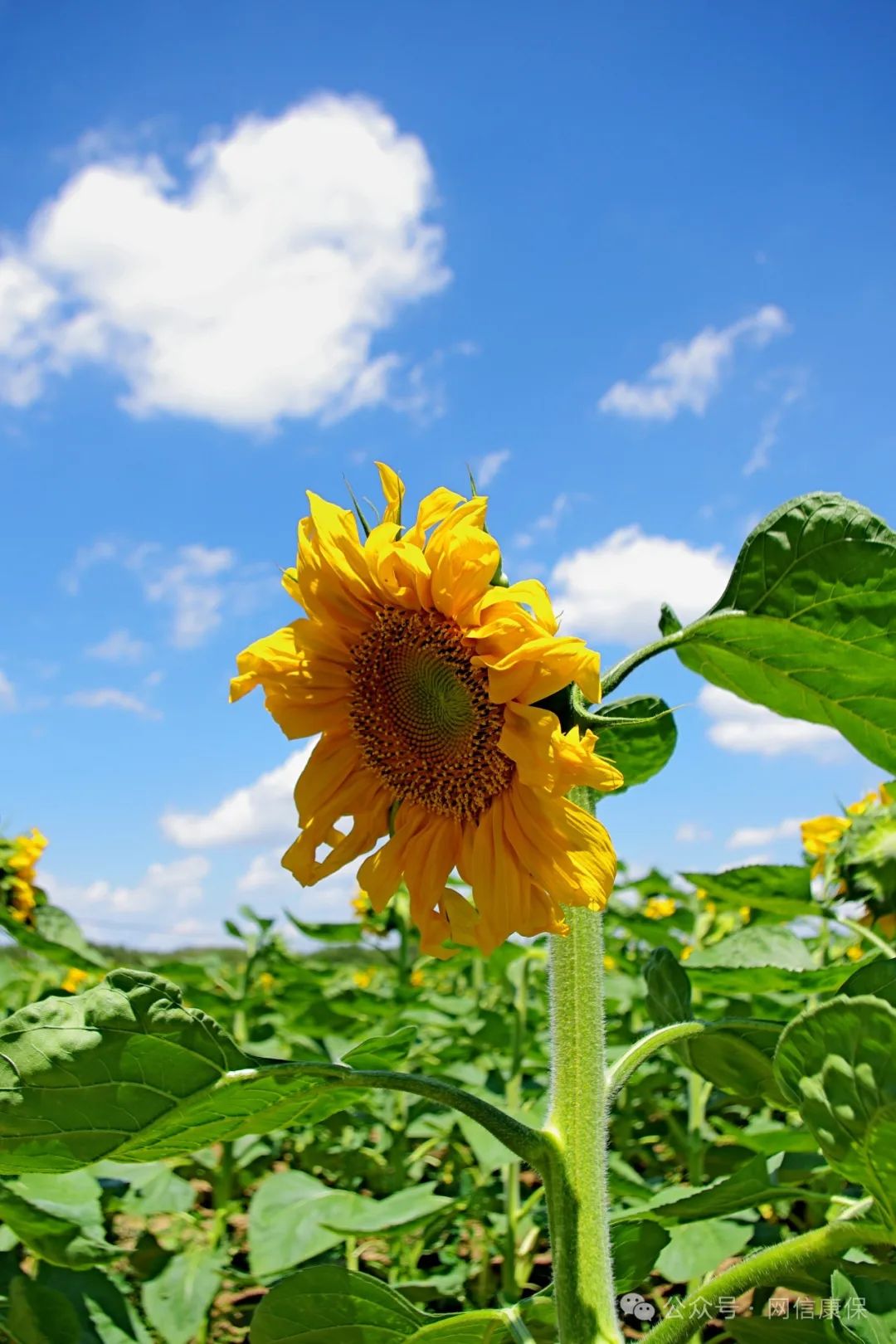 康保美景你来拍 大美康保 夏季之花