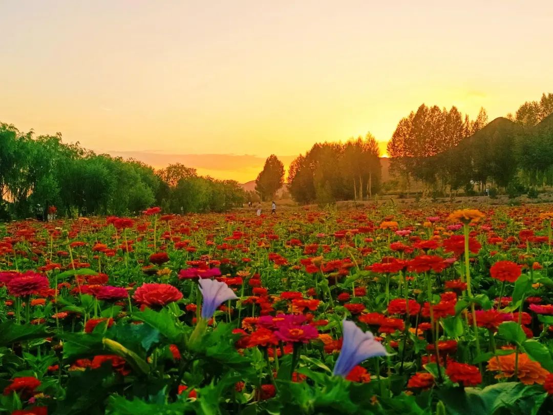 武当山下花盛开—— 夏日烂漫,来赴一场盛开的花海_澎湃号·政务_澎湃新闻-The Paper