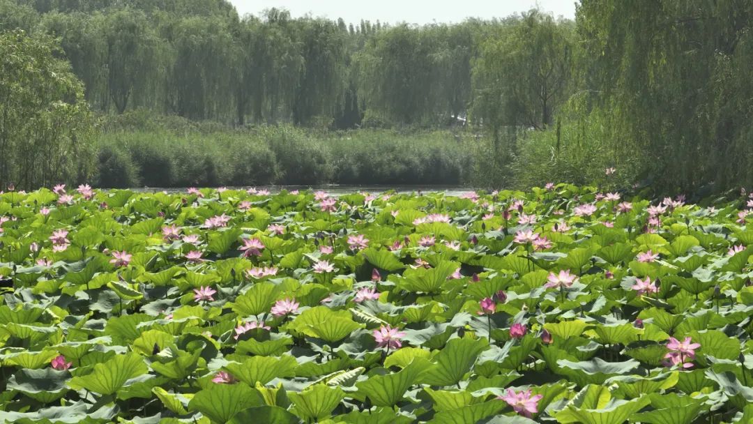 稻屯洼湿地公园图片