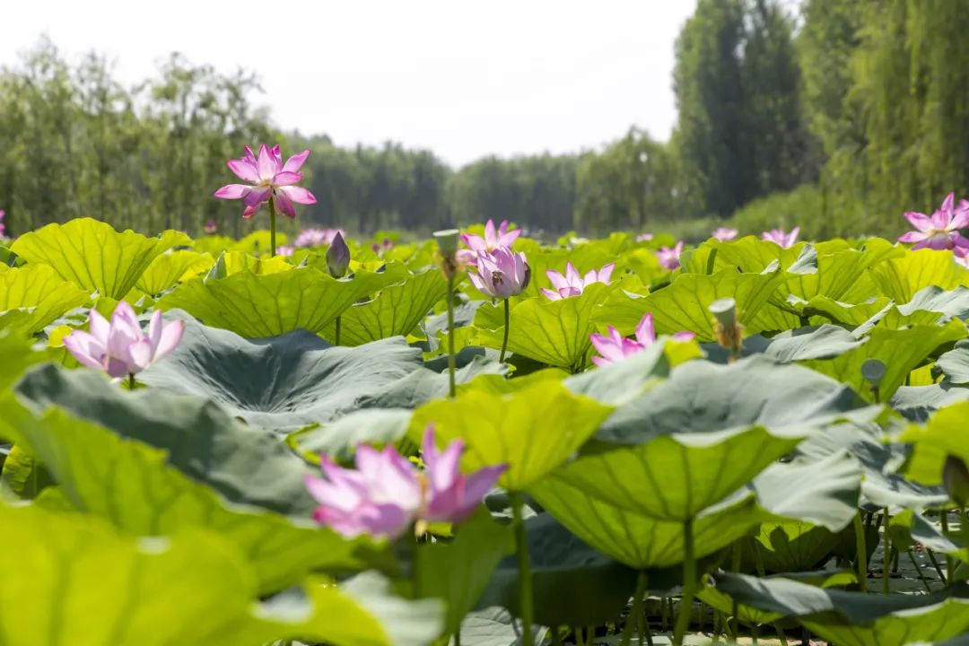 稻屯洼湿地公园图片