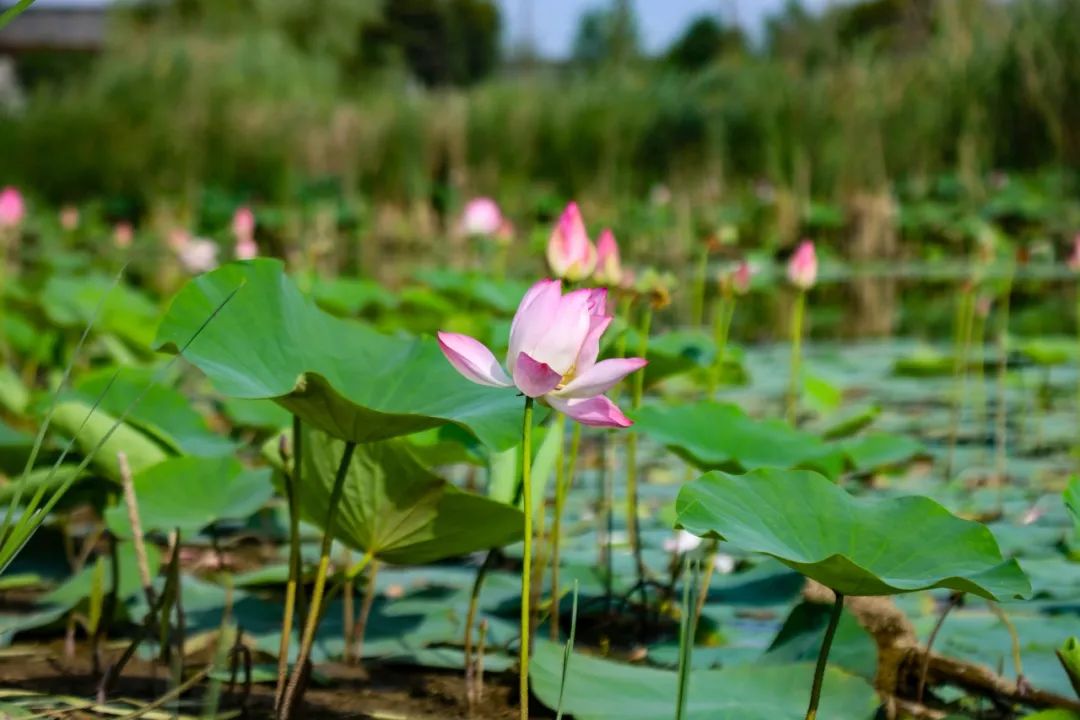 稻屯洼湿地公园图片