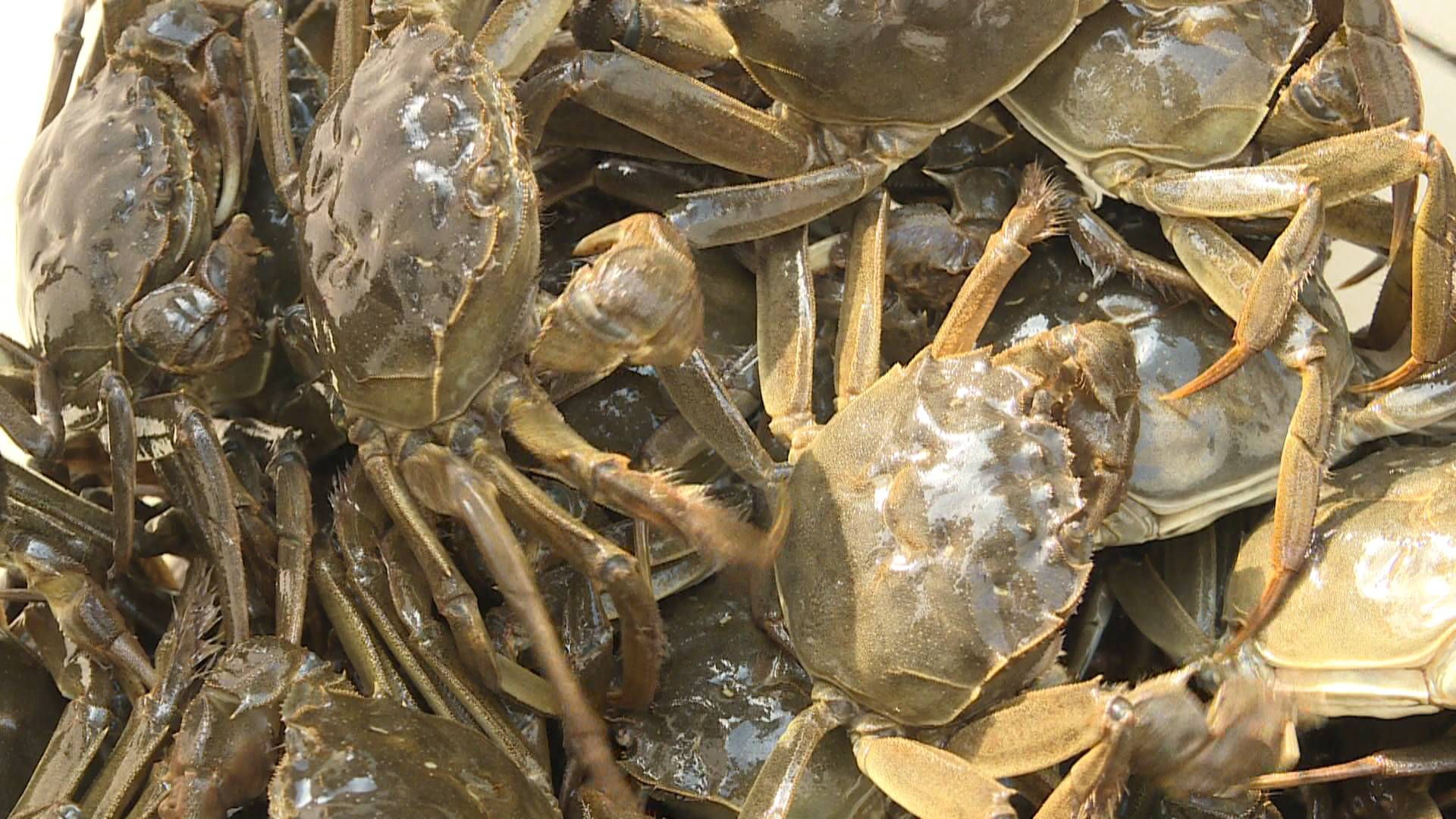 江苏姜堰:高温"烤"验 "智慧"养殖河蟹有"凉"策