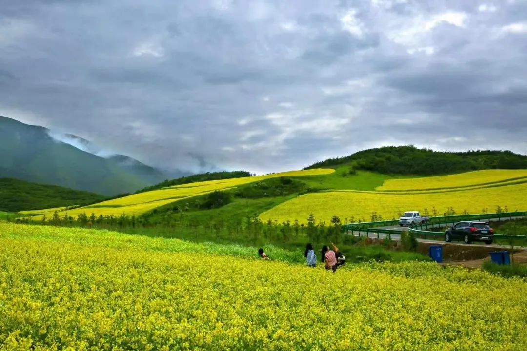 古辣油菜花图片