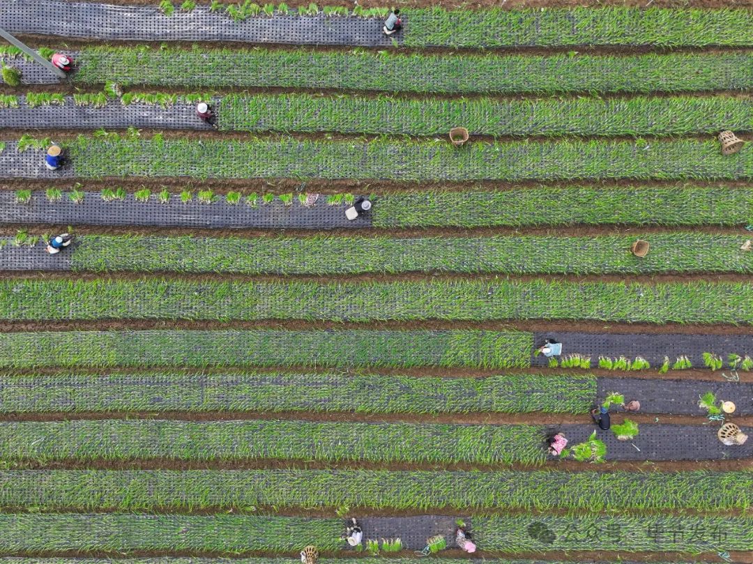 村民在赫章县松林坡乡采收香葱(无人机照片).