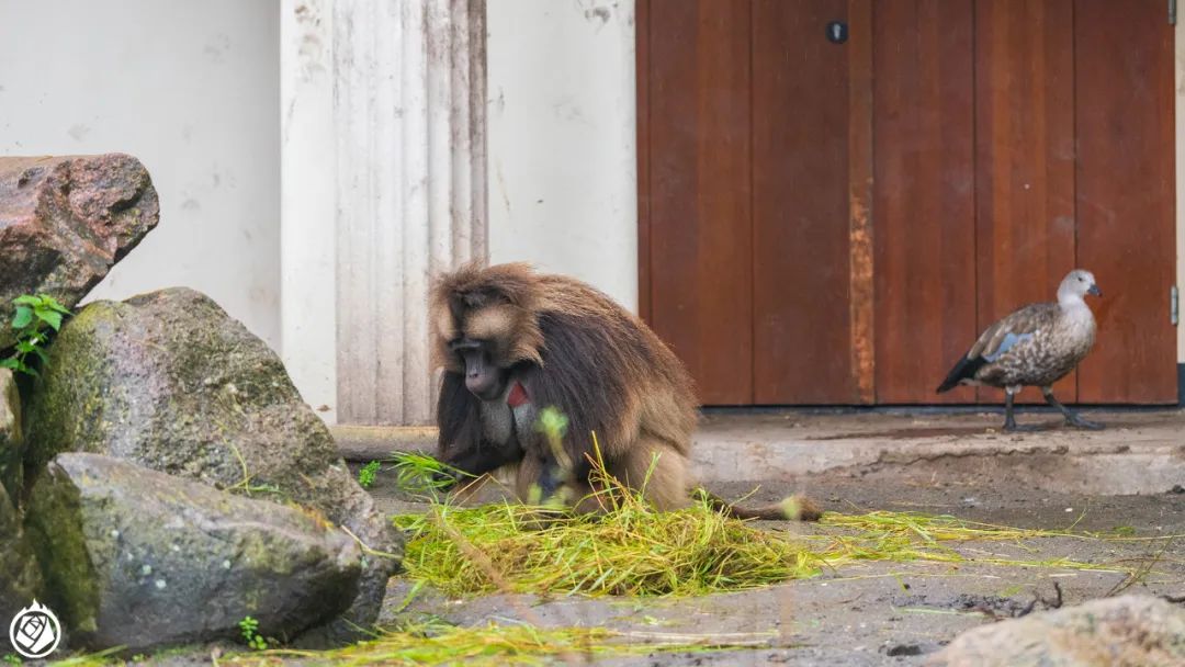 狒狒属于什么科属种 374.jpg