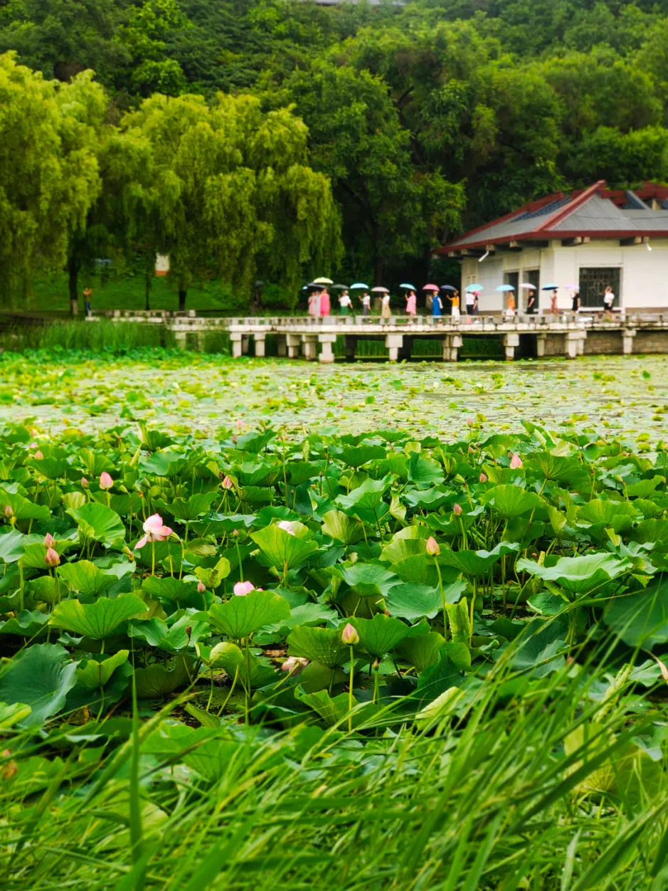 位置:北山公园北山公园荷花池内的荷花盛放如碧,荷韵悠然.