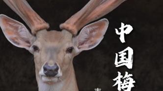 在“中国梅花鹿之乡”割鹿茸是什么感觉？