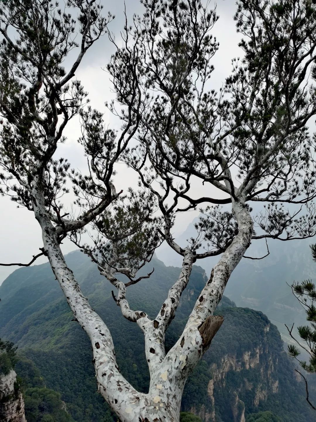 神农山白皮松图片