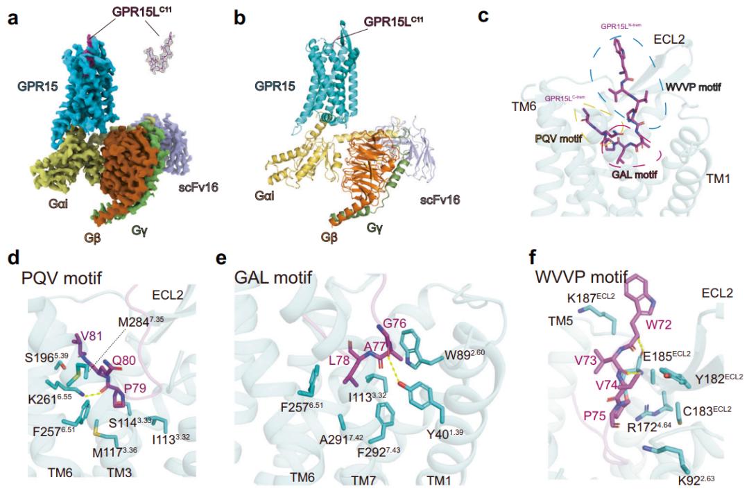 三连发!上科大ihuman研究所最新成果解析药物靶点分子识别与激活机制