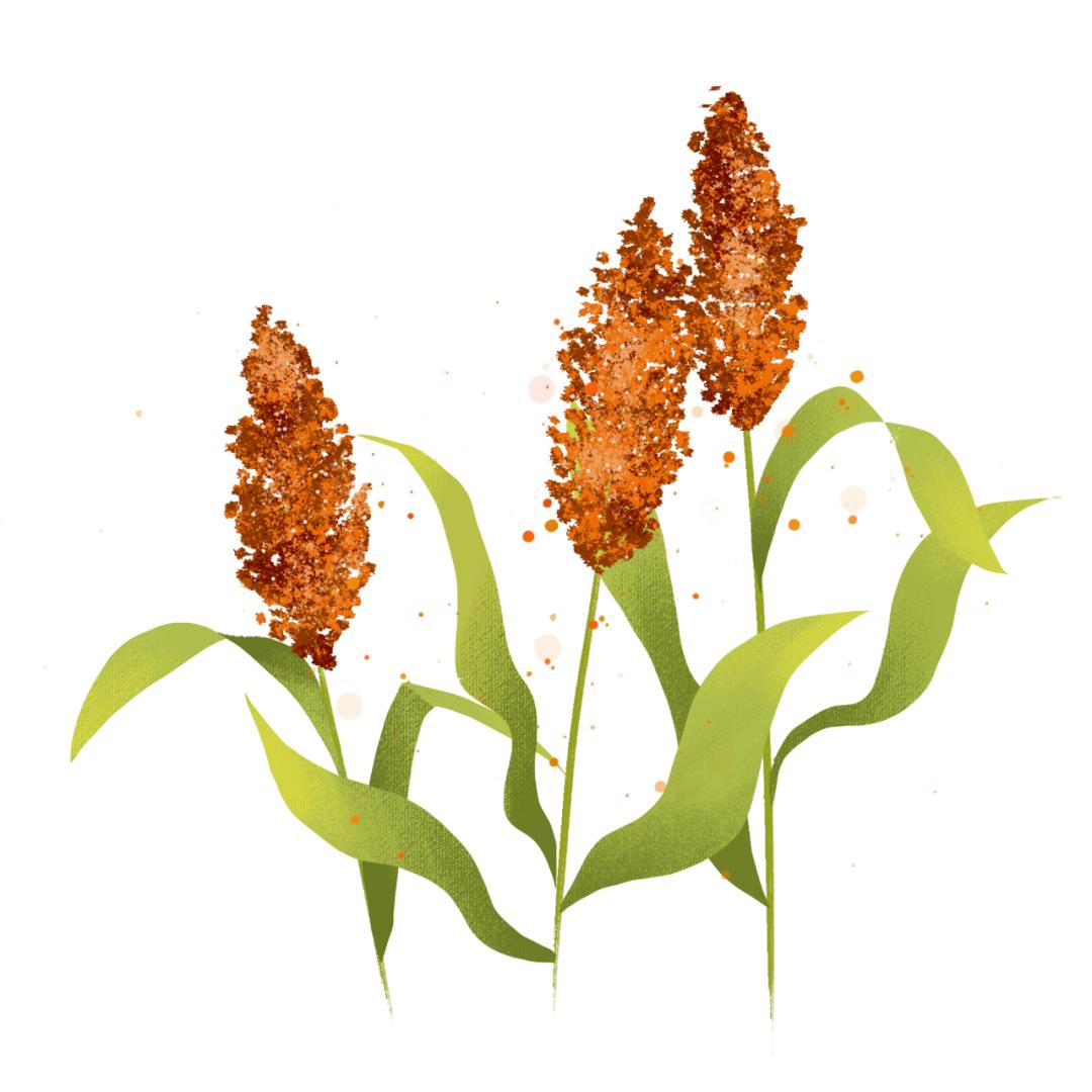 高粱却在这热浪的席卷下而双凤镇红花村7组的都被裹挟在这阵阵热浪