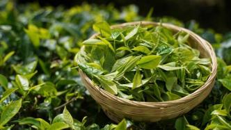 無(wú)糖茶爭(zhēng)霸賽，誰(shuí)能笑到最后？