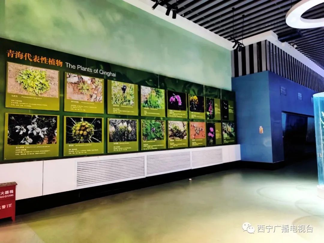 听说西宁这些“很有看头”的博物馆你还没打卡？