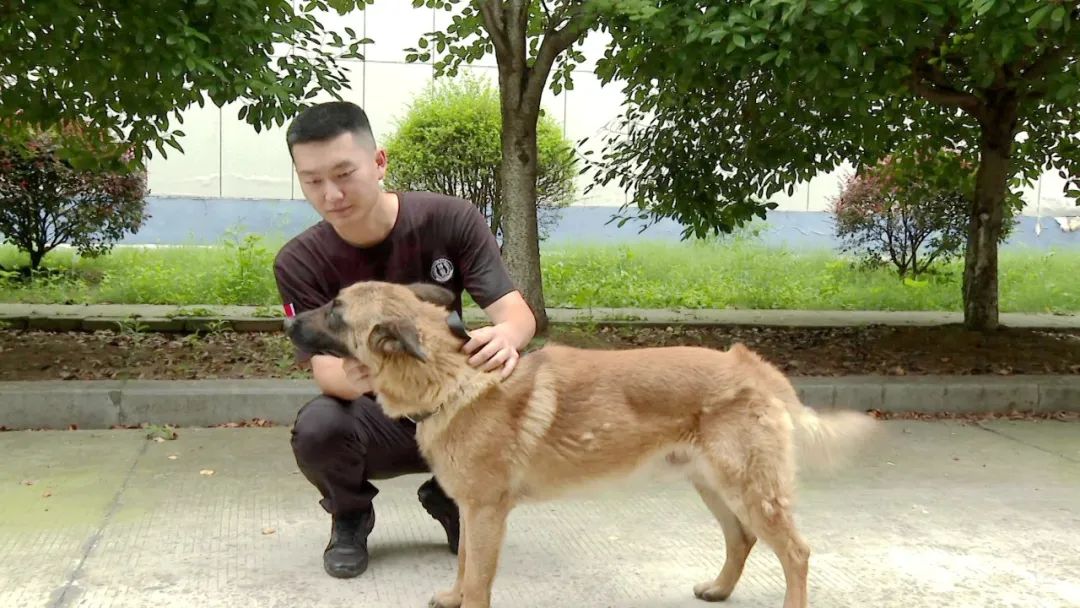 枝江市公安局特巡警大队警犬中队警犬训导员陈新宇说:"警犬一般从