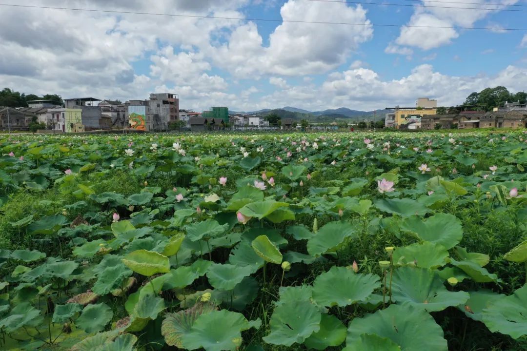 研学之旅旅游区先后荣获"审计干部教育基地""中国传统村落""广东省