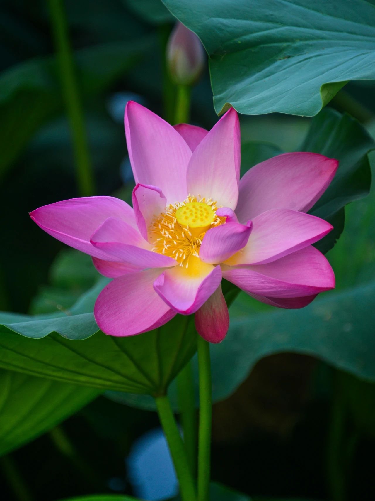 "荷"你"藕"遇,800 荷花正在绽放!