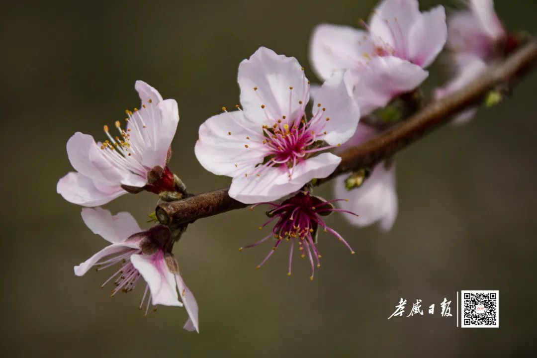 孝感市树市花正式确定!