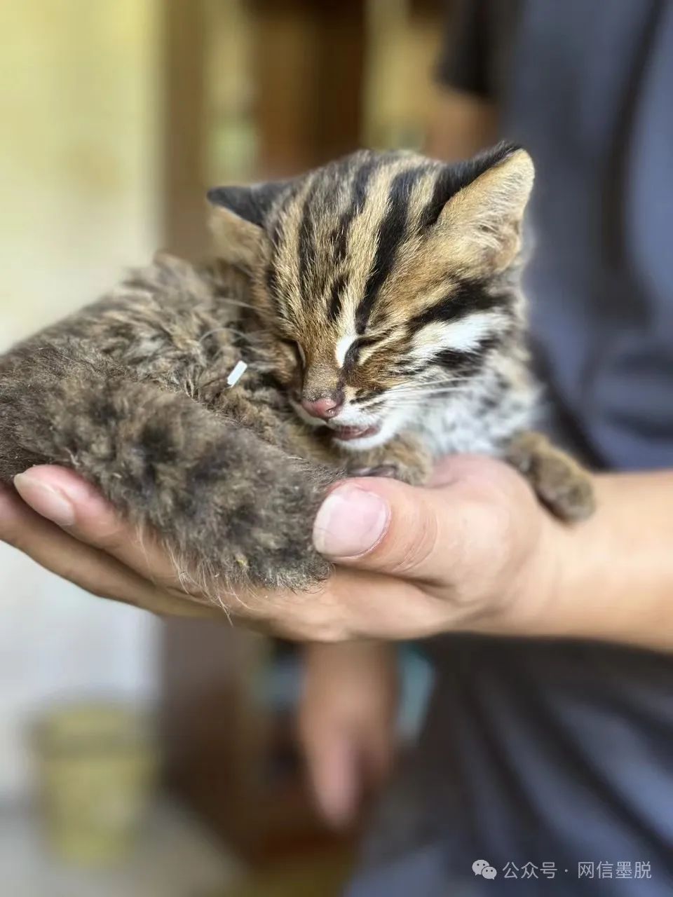 可爱小猫来啦丨格当乡救助国家二级保护动物豹猫