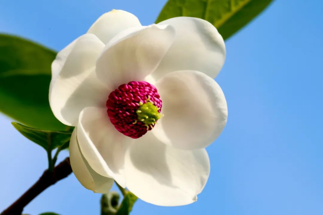 天女散花植物图片图片